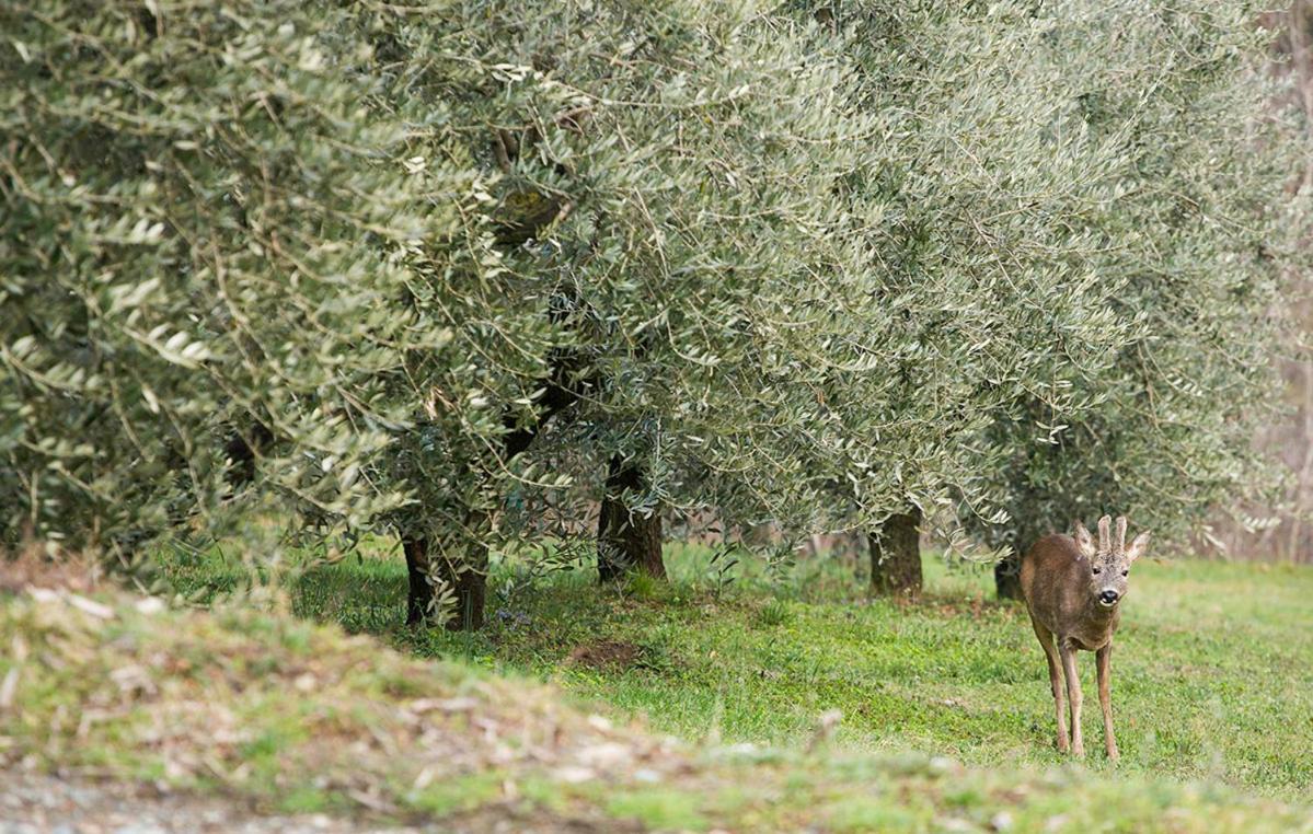 La Casa Di Chianni La Pieve 2 Villa Kültér fotó
